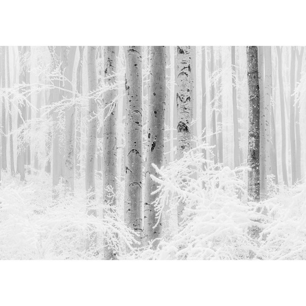 Обои Komar R4-043 "Winter Wood"